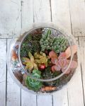 療癒款多肉玻璃圓缸造景Succulents in Fishbowl